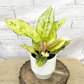 20 - 30cm Aglaonema Chartreuse Pretty Chinese Evergreen 12cm Pot House Plant