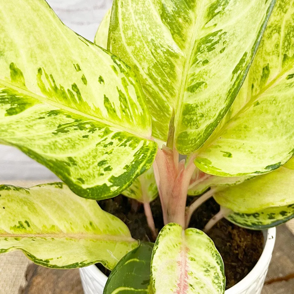 20 - 30cm Aglaonema Chartreuse Pretty Chinese Evergreen 12cm Pot House Plant